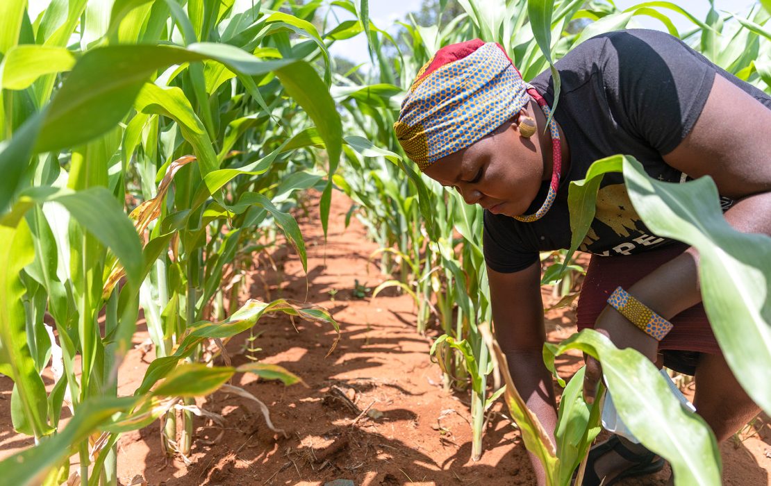 A farmer tends crops in a green field, inspecting plants and soil under bright sunlight.