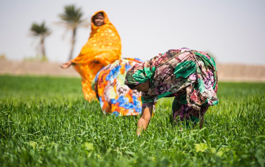 Women in the field in Sudan