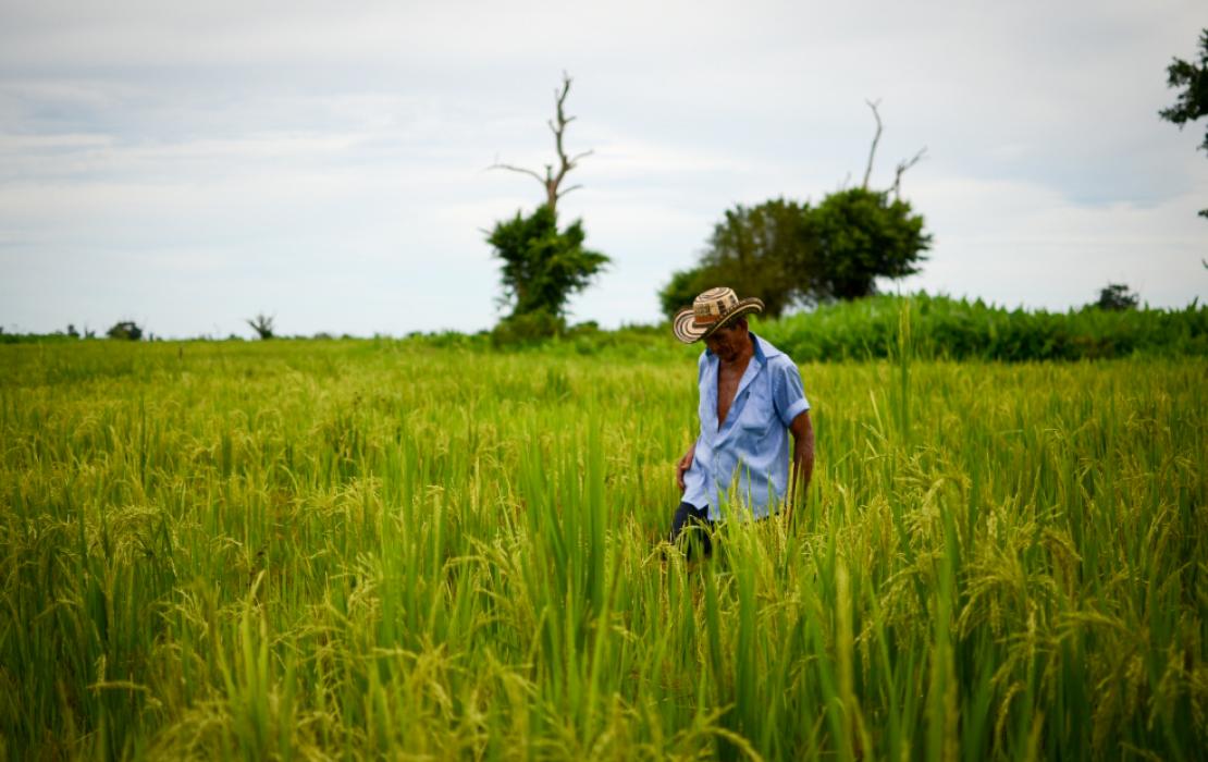 Person in a plantation in La Mojana, Colombia