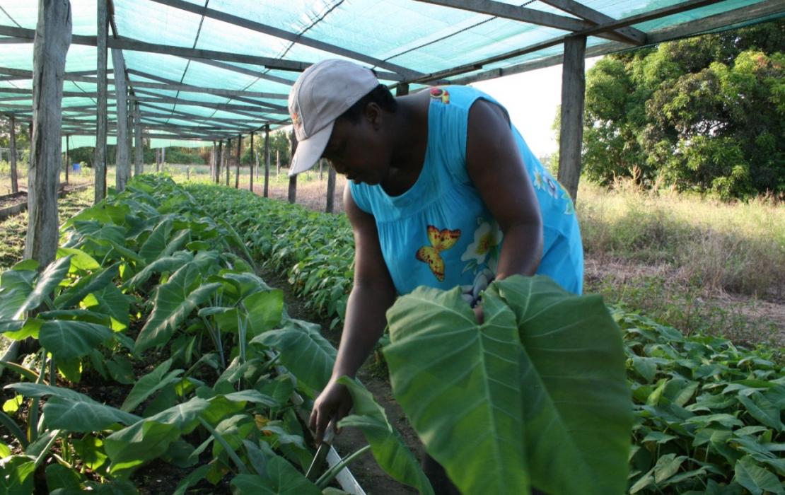 Person in a greenhouse in Suriname
