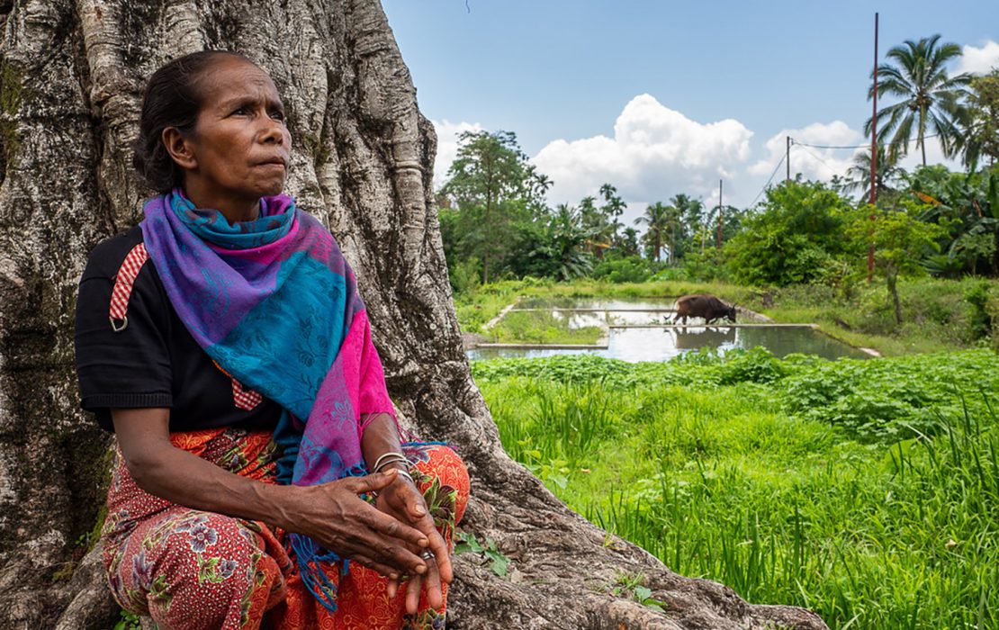 A Timorese woman in colorful traditional clothing sits under a large tree, gazing thoughtfully, with lush green fields and a water buffalo in the background.