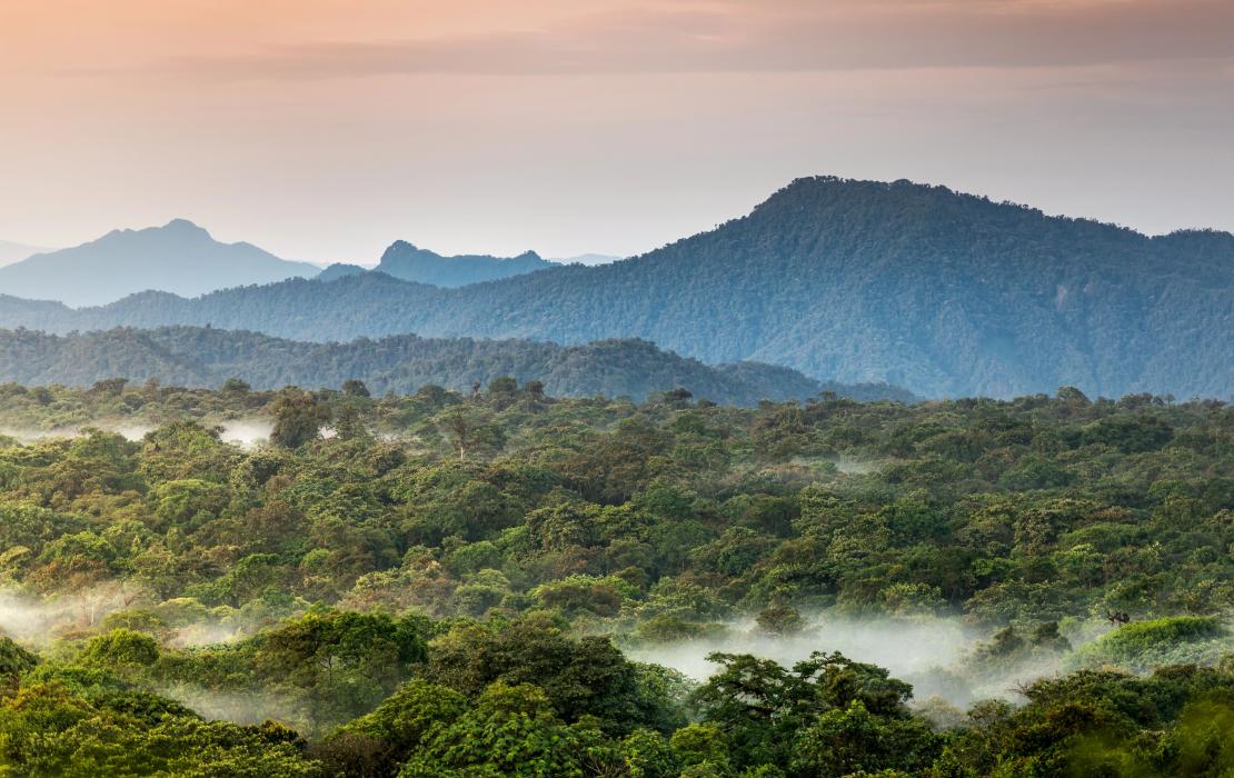 Bosques en Colombia