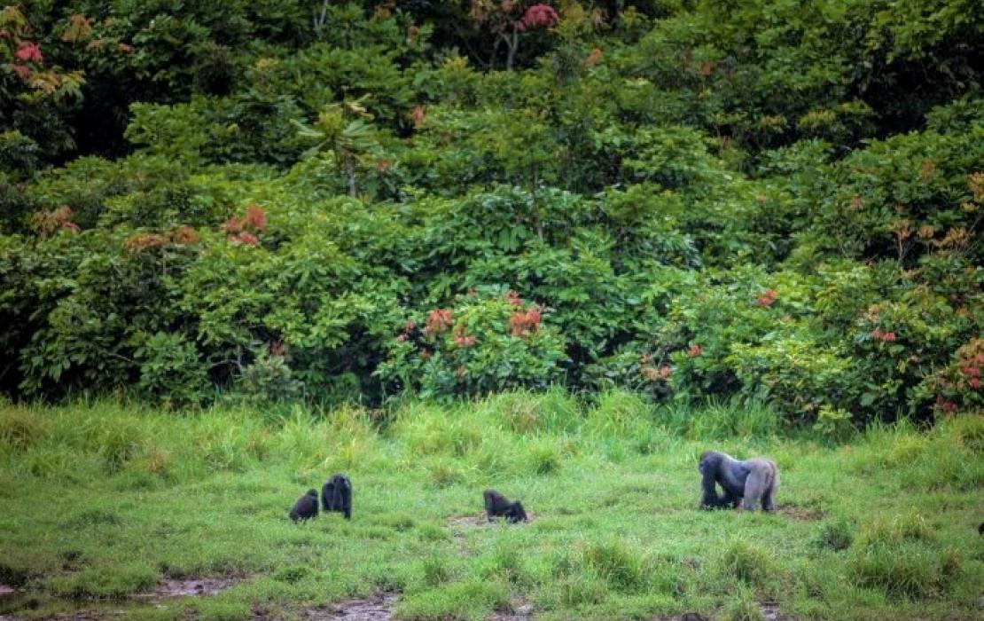 Western lowland gorillas at Langoue Bai in the Ivindo national park. 