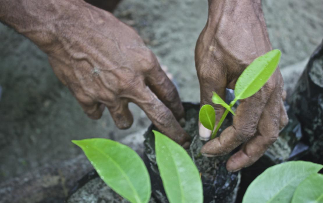Planting a new seedling in Numuru village’s mangrove nursery.