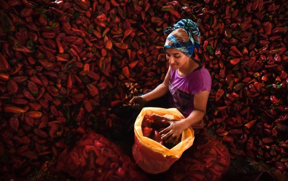 Woman farmer in North Macedonia surrounded by red peppers