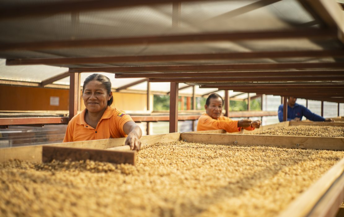 CAfé sostenible en Ecuador