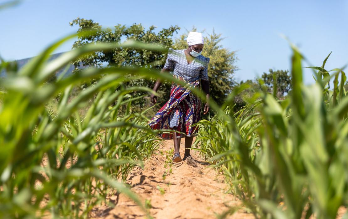 A woman farmer in Zimbabwe