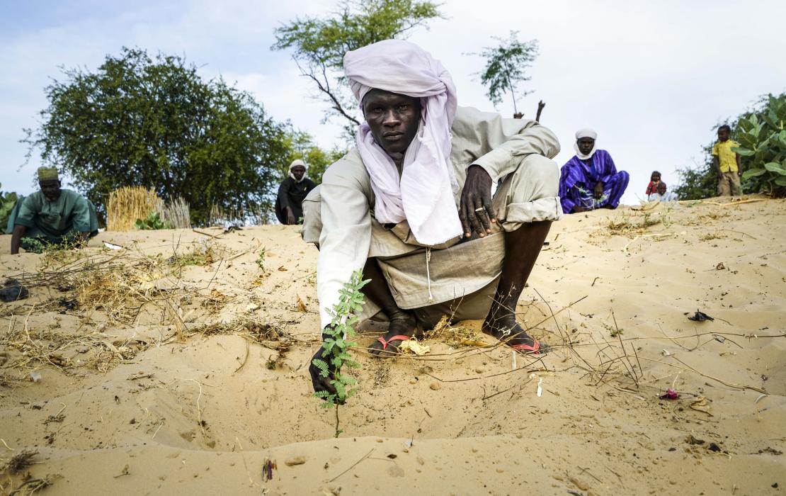 A man planting a tree in Chad