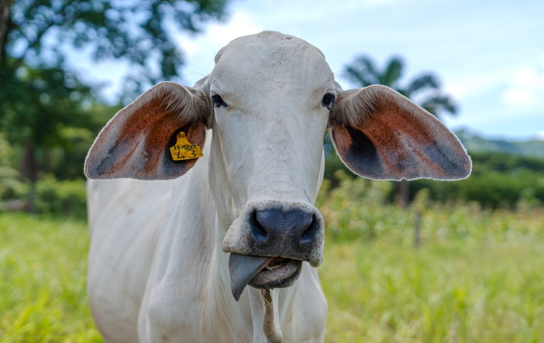 Deforestation-free beef in Costa Rica