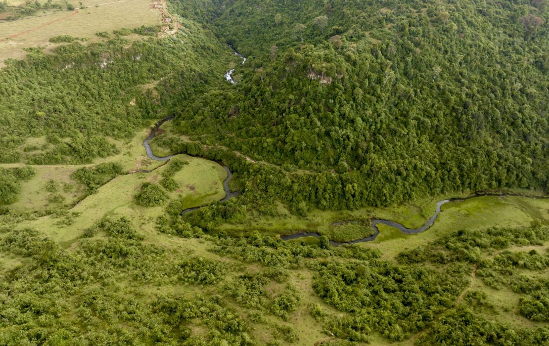 The Kaptagat forest in Kenya.