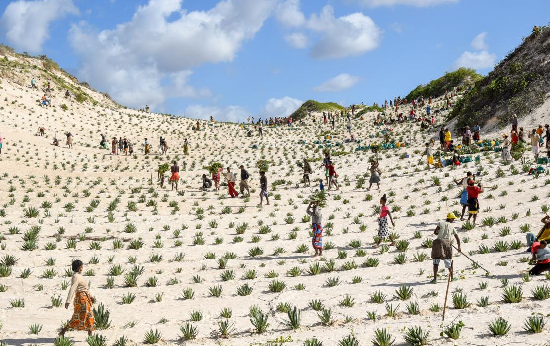 Des femmes et des hommes entretiennent des plantations d'arbustes sur une dune de sable
