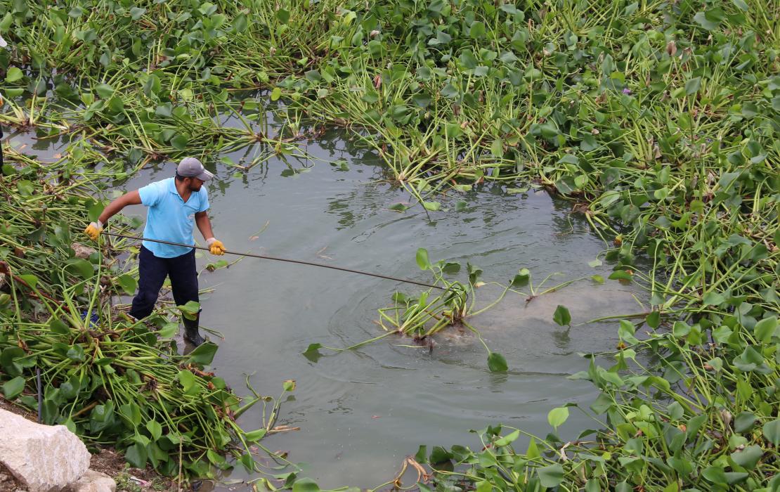 Man removing water hyacinth in Asi River in Türkiye