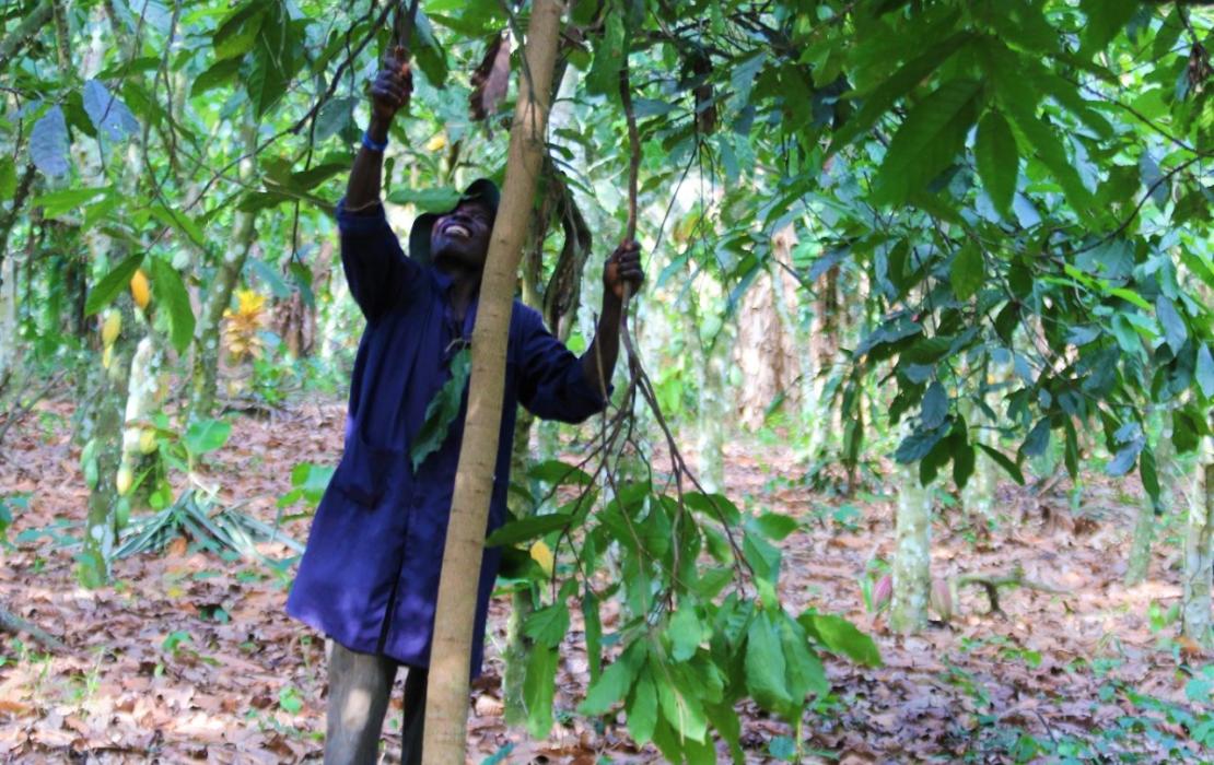 Moses pruning trees planted in his cocoa farm