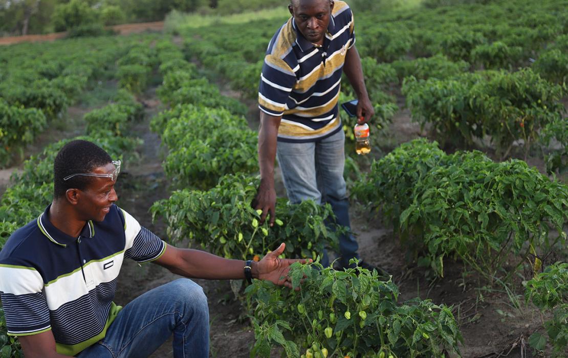 Two men in an agricultural field examining the growing pepper crop.