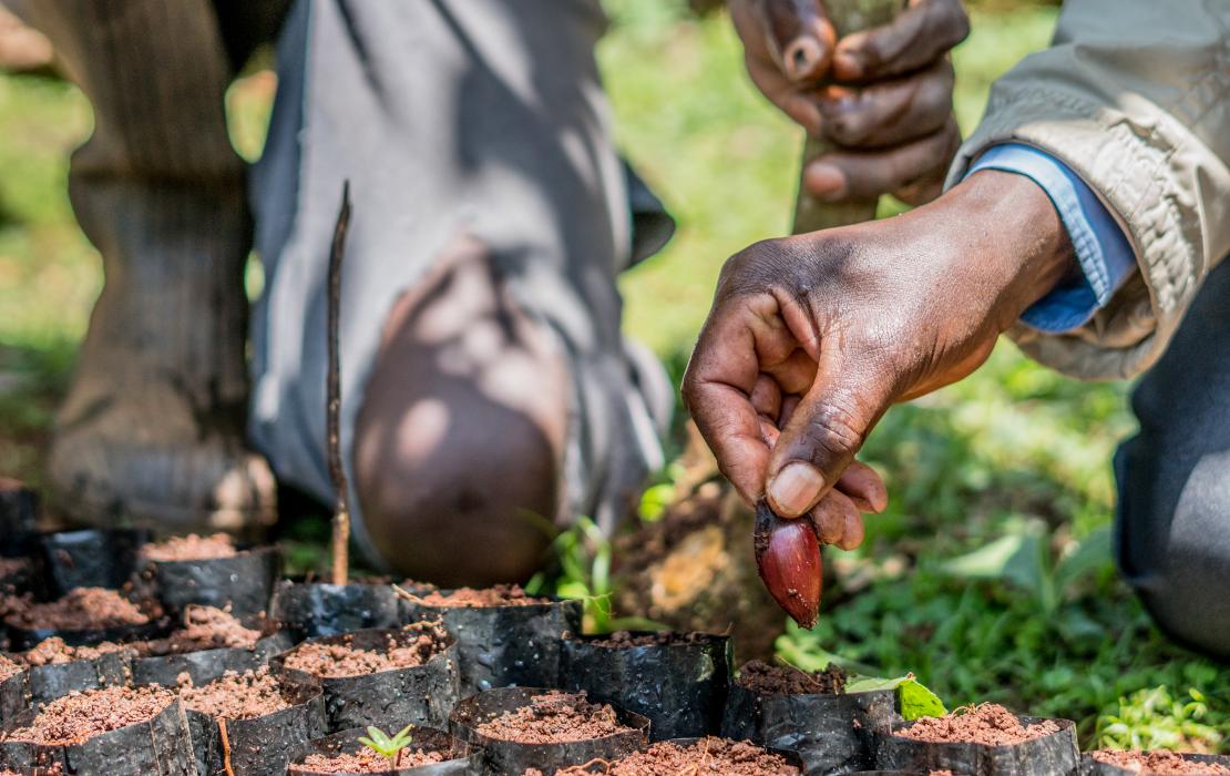 Planting seeds in Kenya
