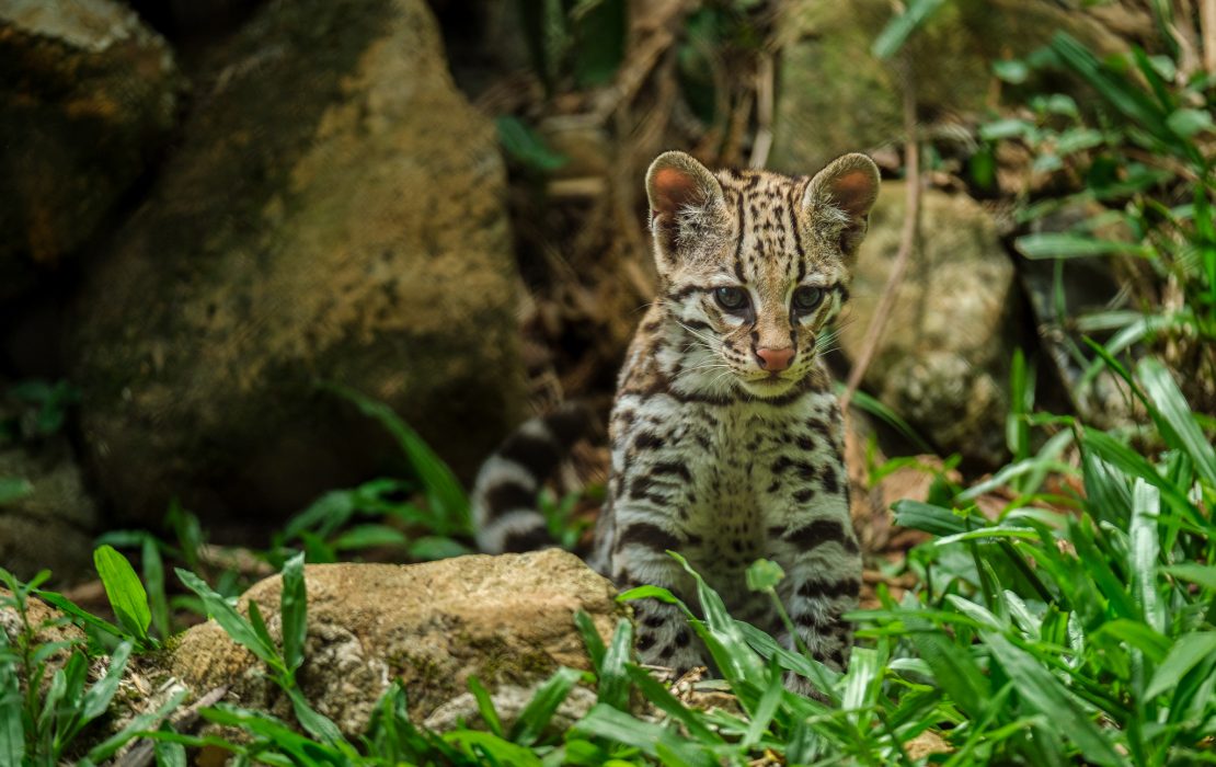 Safeguarding biodiversity in the Amazon is key to the planet’s ecological balance 