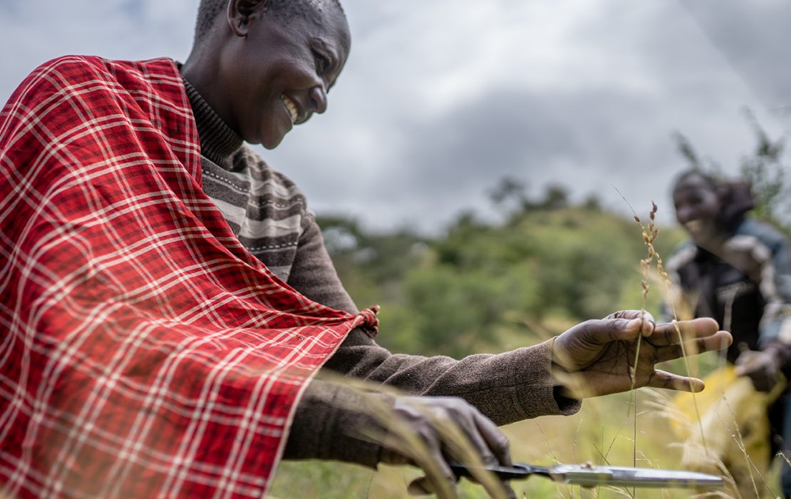 A smiling Maasai man, dressed in traditional red plaid, cuts grass to collect seeds as part of a conservation effort in Loiborsiret, Tanzania.