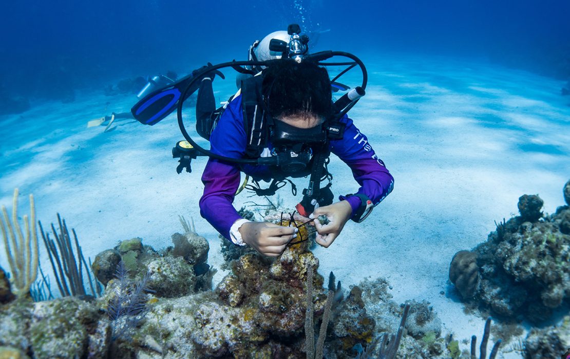 A scuba diver in full gear works to restore coral reefs underwater, surrounded by marine plants and clear blue water.