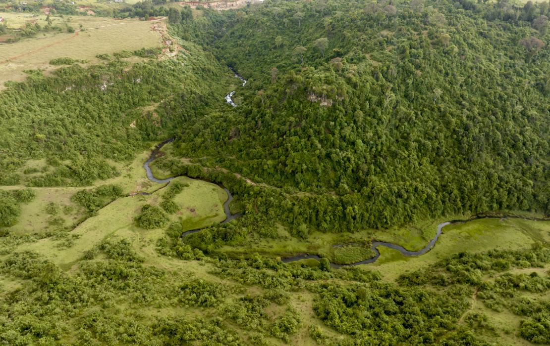 Aerial view of the Kaptagat forest in Kenya. 