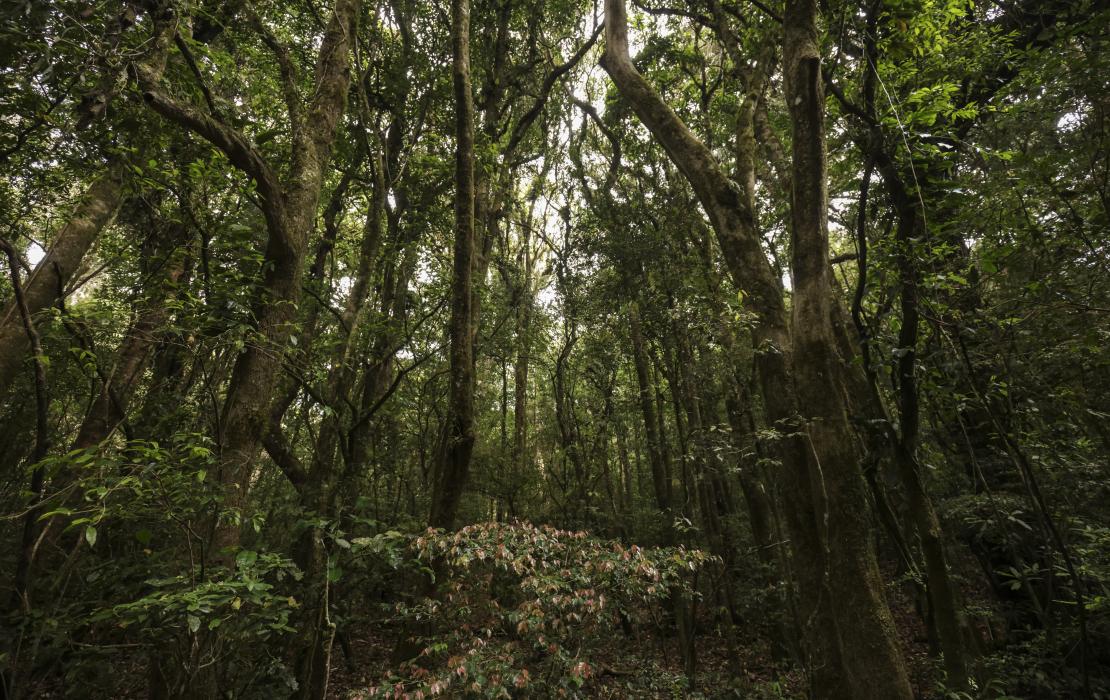 Bosque en El Salvador