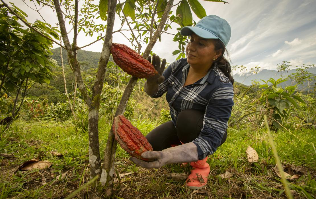 Mujer cosechando café sostenible en Ecuador