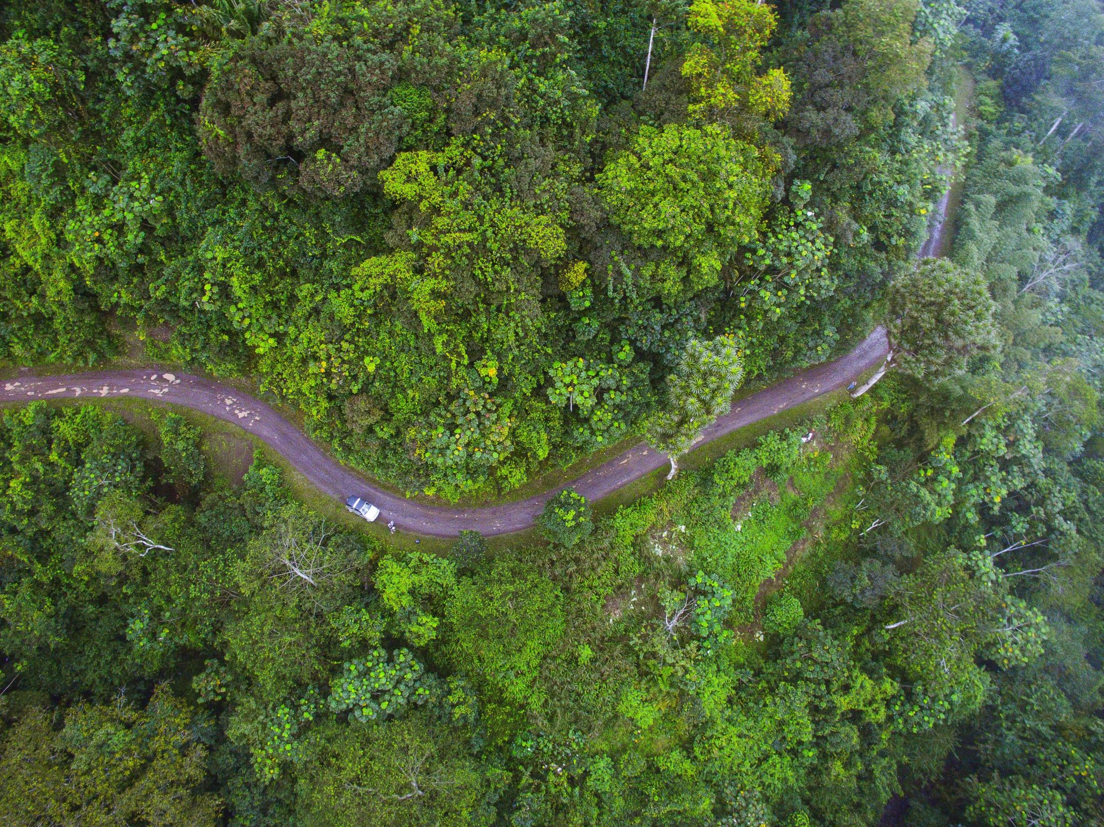 A forest in Sao Tome and Principe