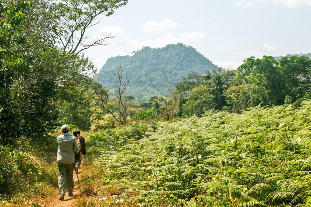 Forests in Liberia