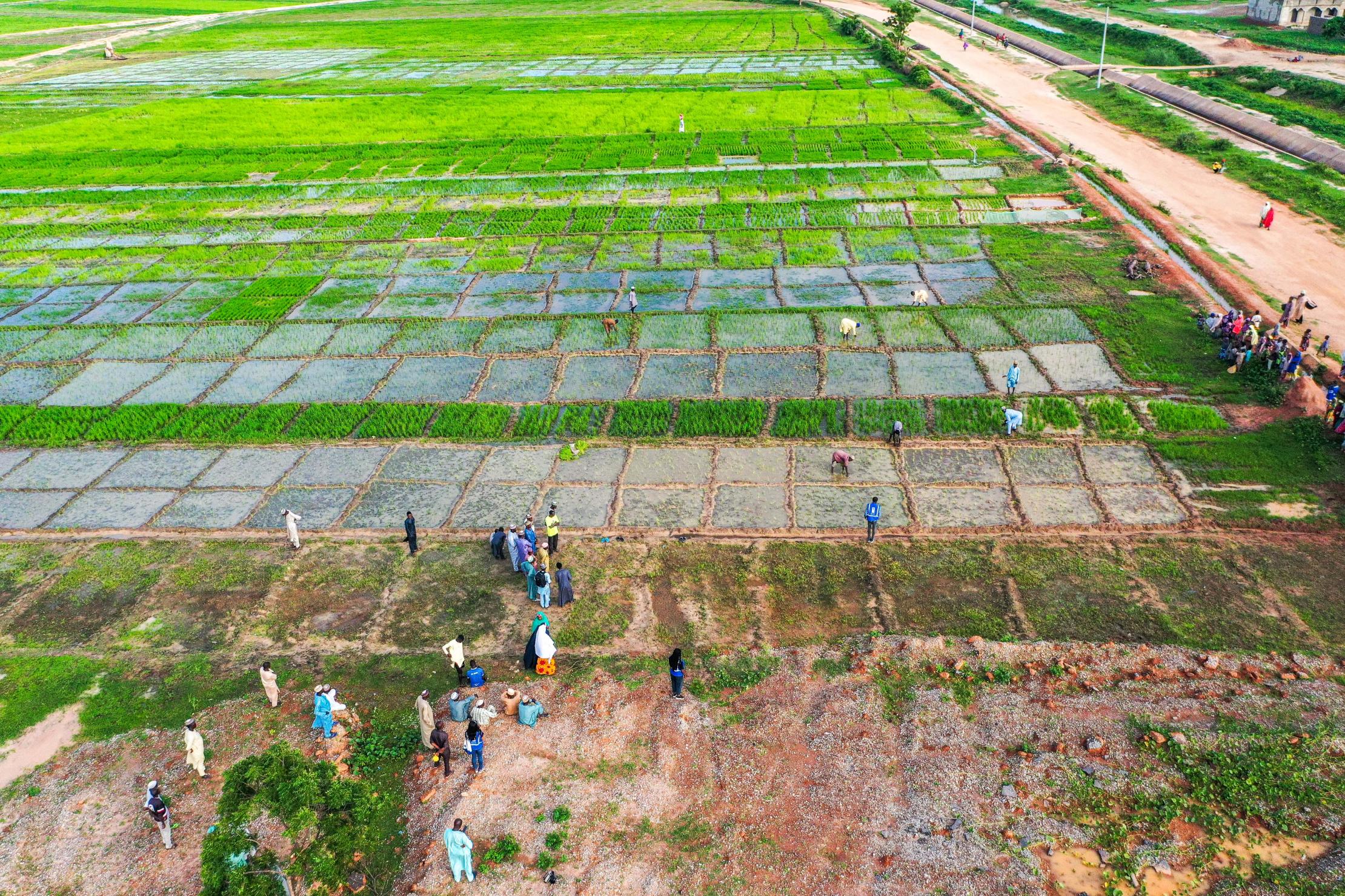 Agricultores en un campo en Nigeria