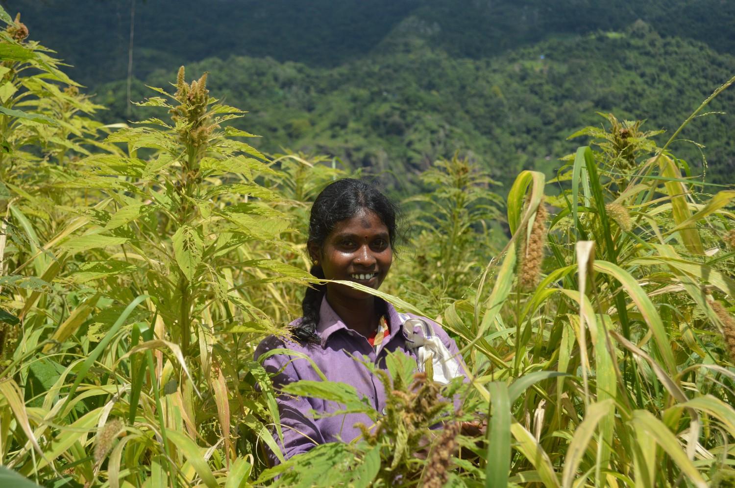 Une agricultrice travaille dans les champs d'Aadhimalai dans la réserve de biosphère de Niligri, dans le sud de l'Inde. Photo : Aadhimalai Pazhangudiyinar Producer Company Limited 