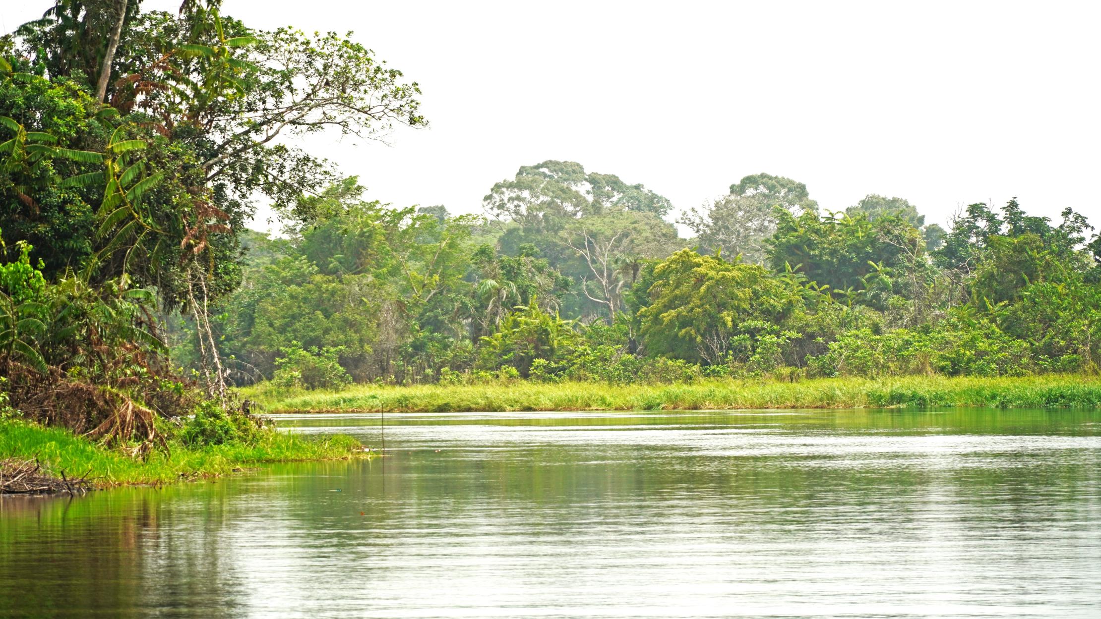 A forest in the Republic of Congo