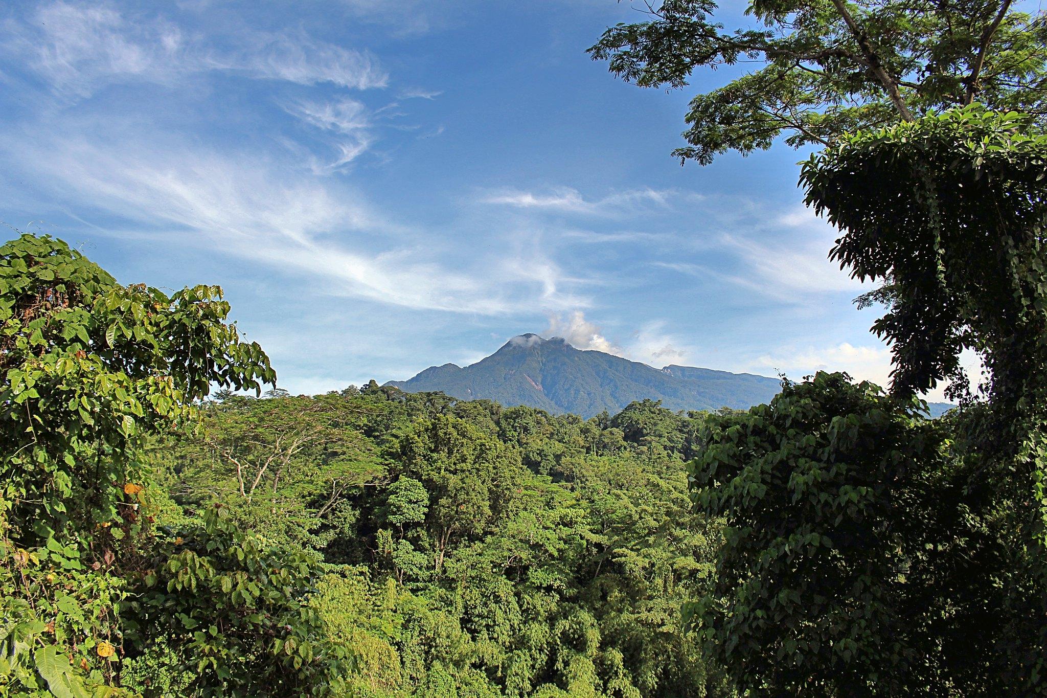 A mountain view from a densely forested area, during daytime.