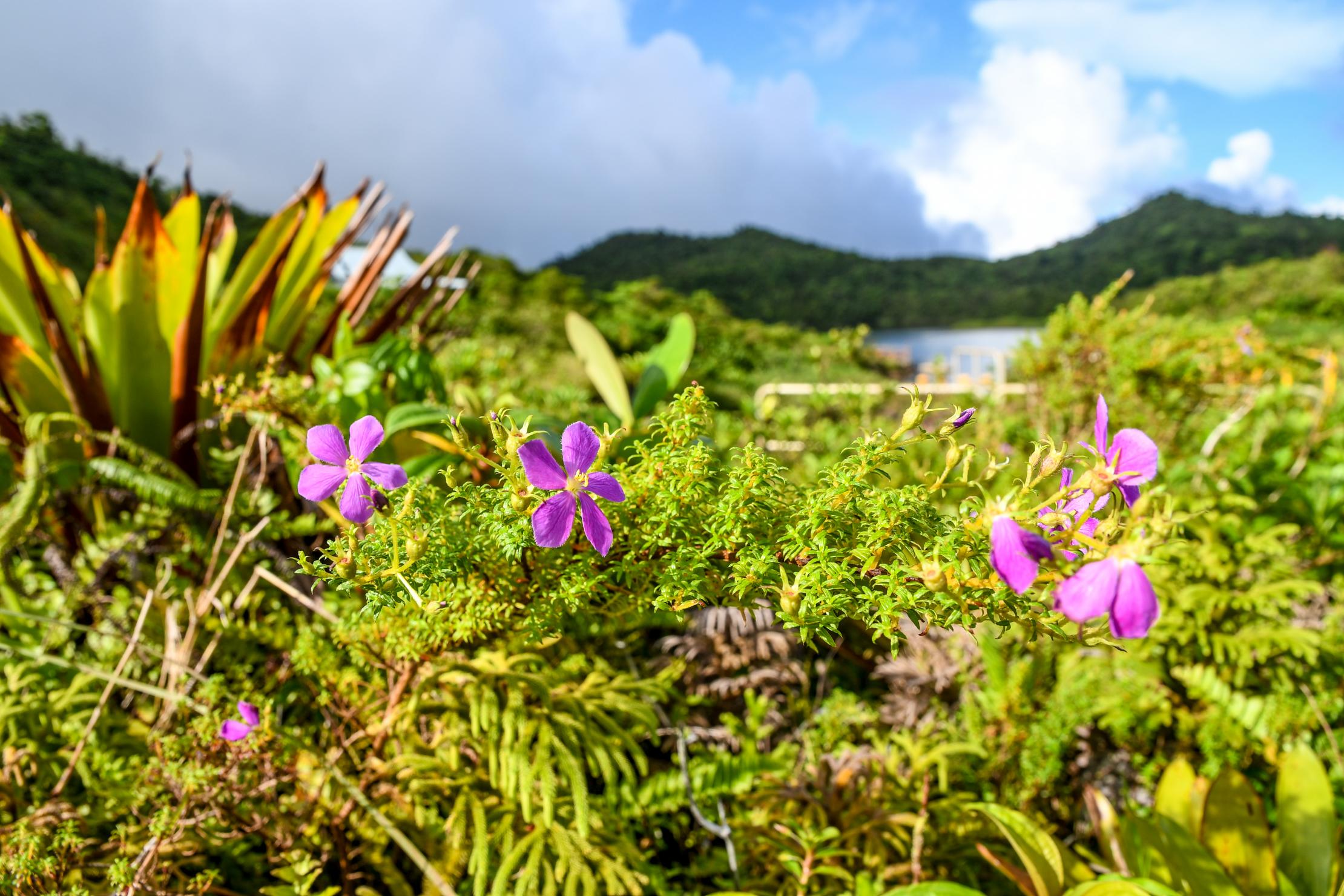 Paisaje en Dominica