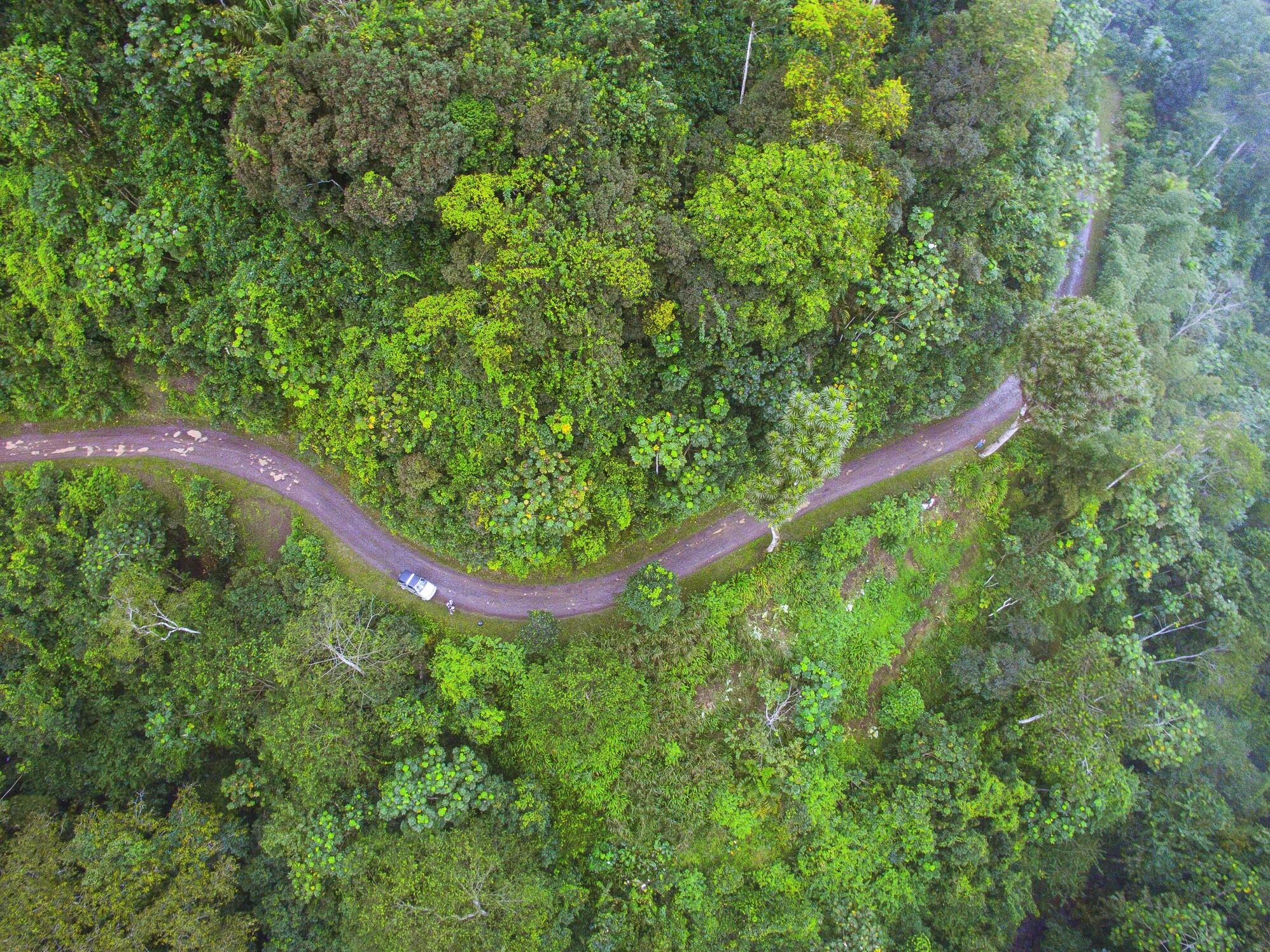 Forêt à Sao Tome et Principe