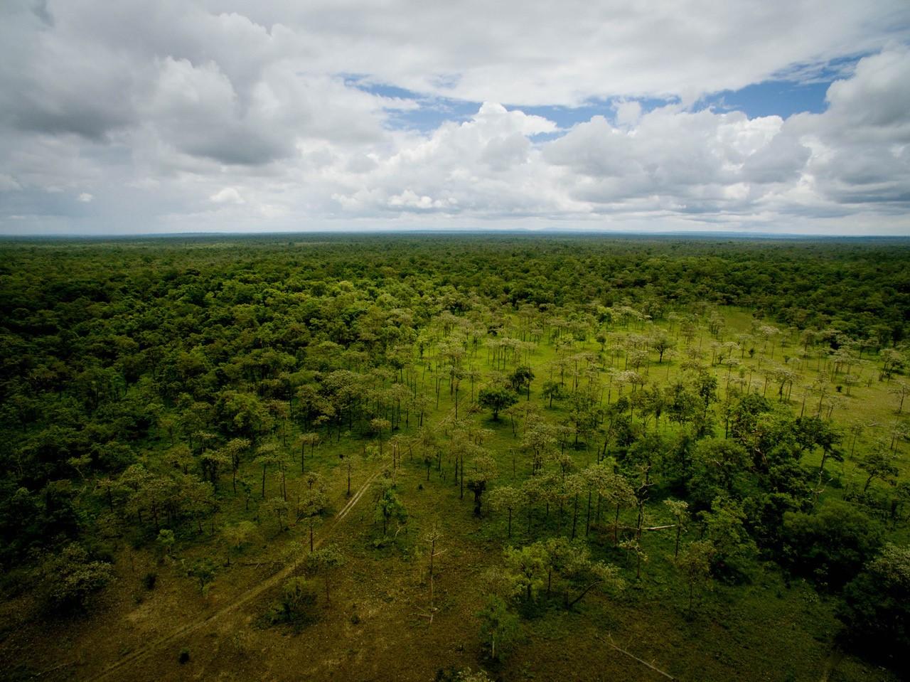 Vista de un bosque