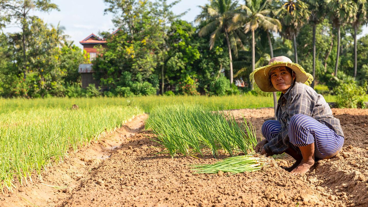 Cambodian farmer crouches in her field next to a row of carefully planted immature plants.