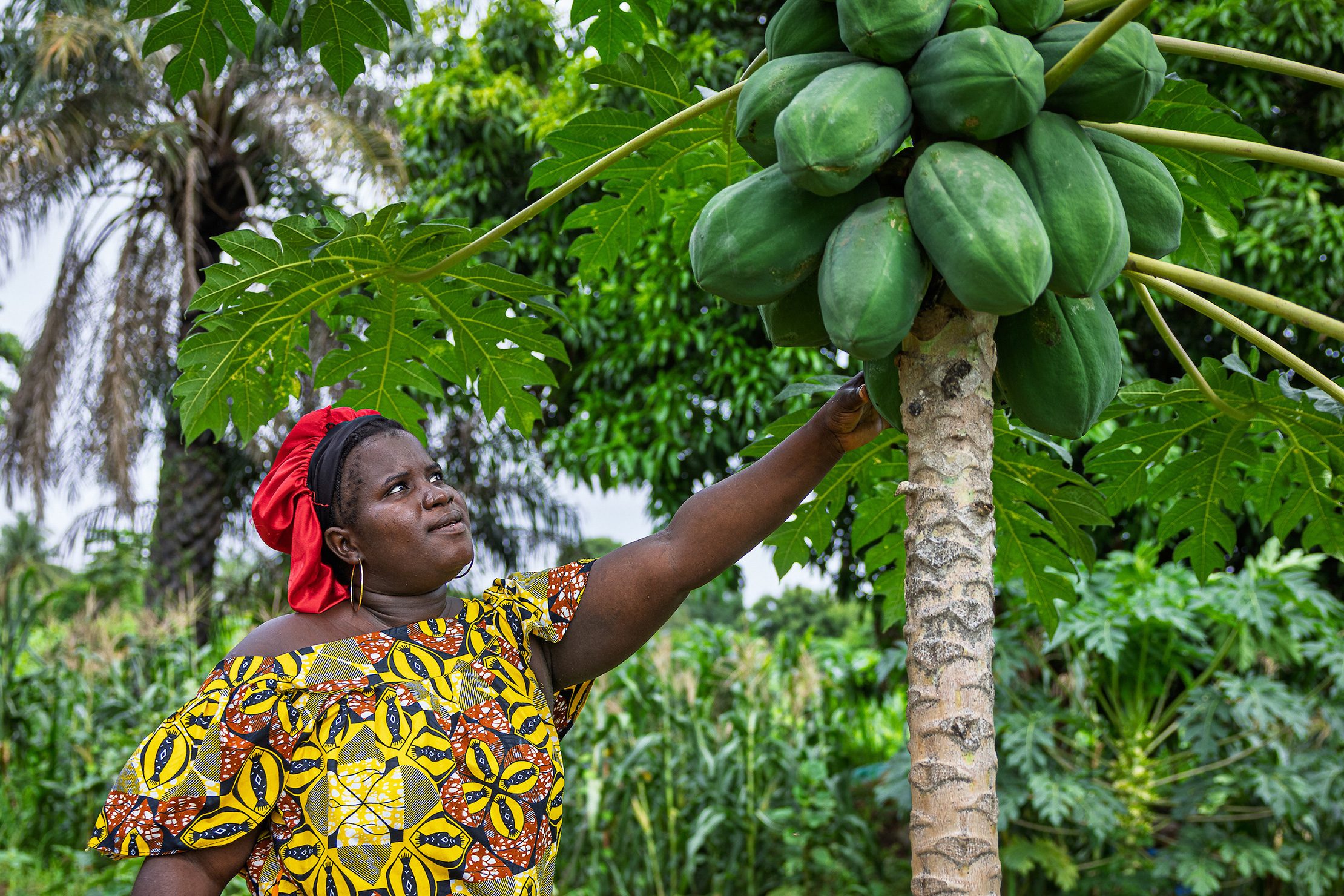 Woman inspecting ripe papayas on a fruit tree in Guinea-Bissau, standing among lush vegetation in a rural farming area.