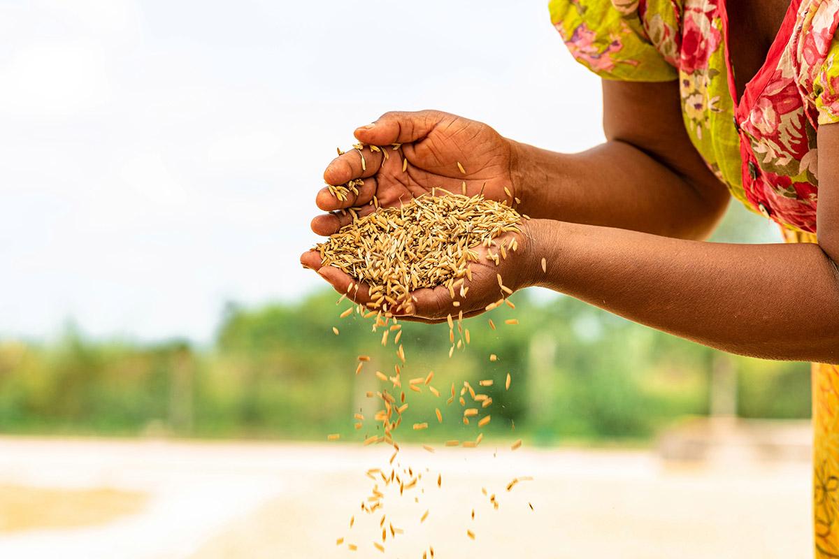 Grain falls from a woman's cupped hands.