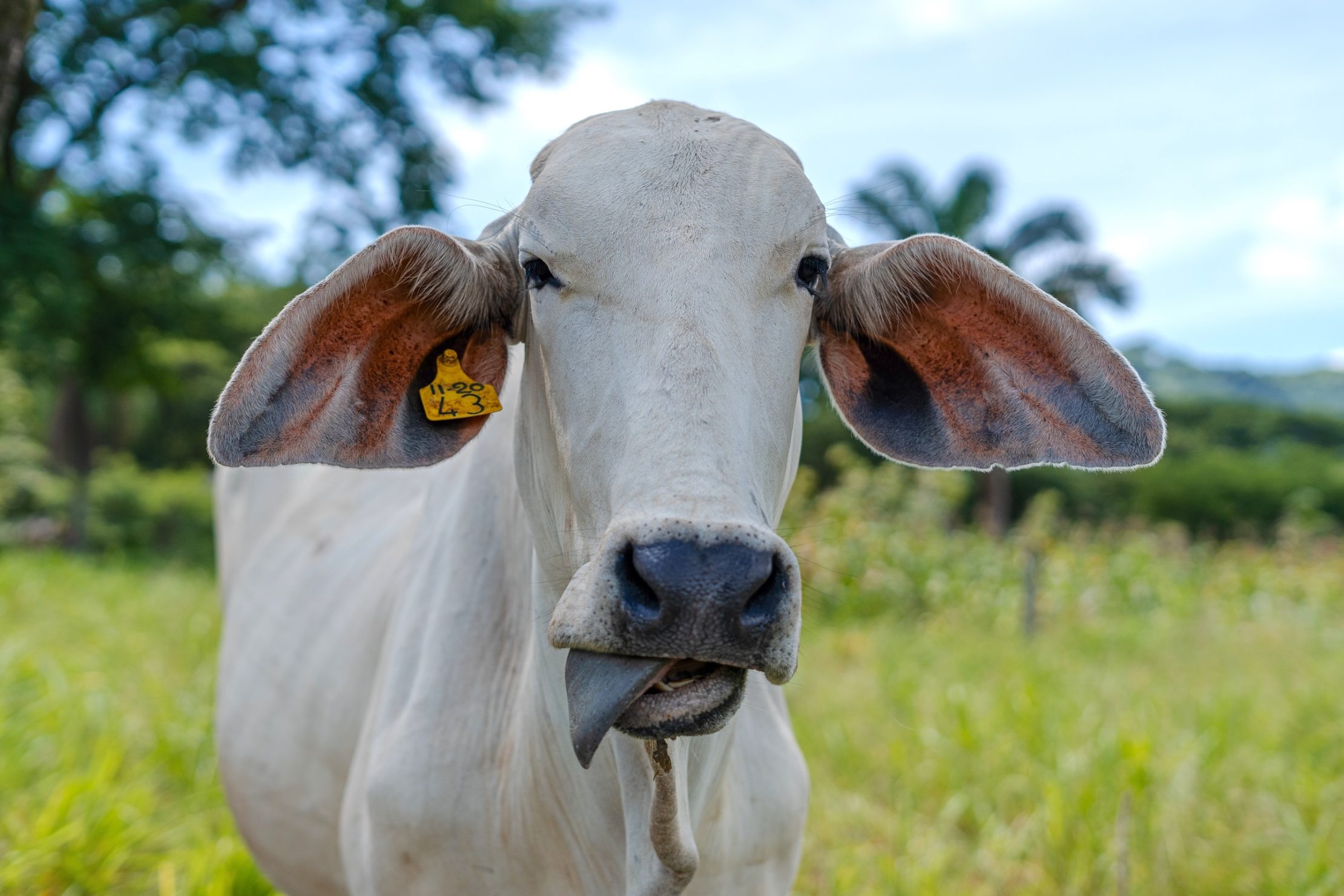 Photo: FAO Costa Rica Deforestation-free beef in Costa Rica