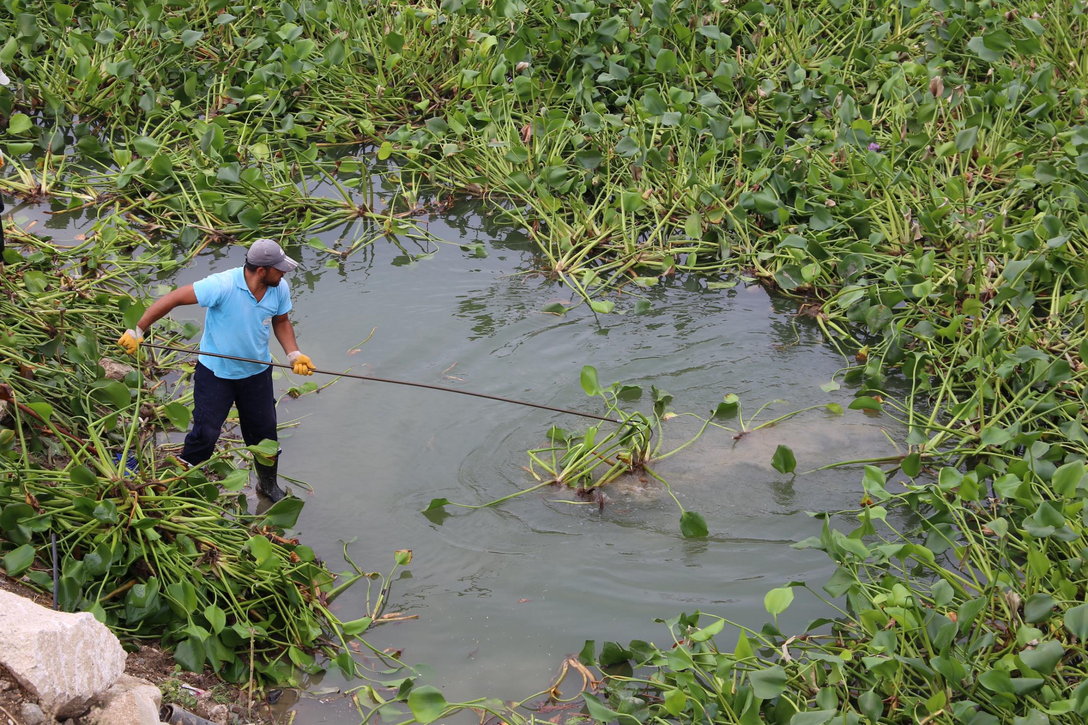 Man removing water hyacinth in Asi River in Türkiye