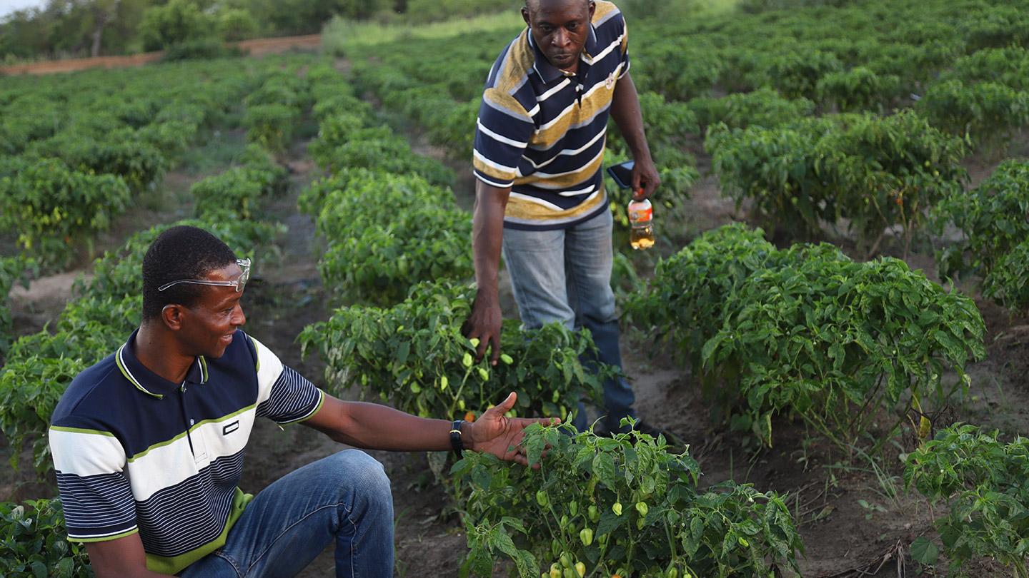 Two men in an agricultural field examining the growing pepper crop.