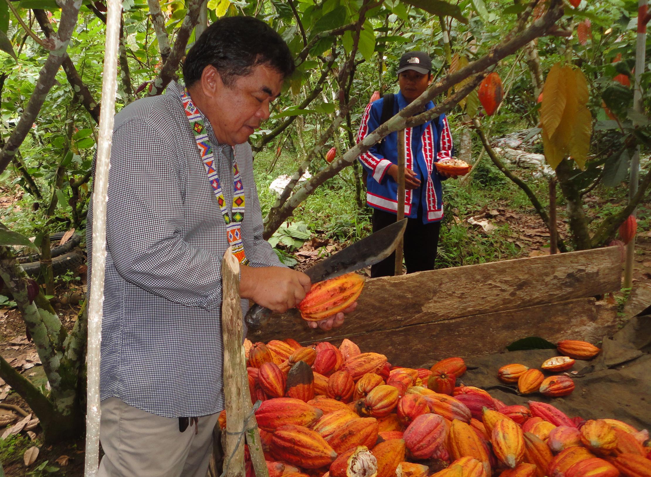 Cacao plantation in the province of Bukidnon.