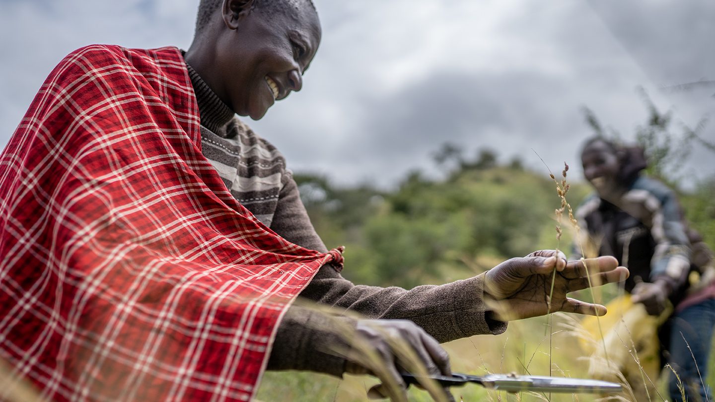 A smiling Maasai man, dressed in traditional red plaid, cuts grass to collect seeds as part of a conservation effort in Loiborsiret, Tanzania.