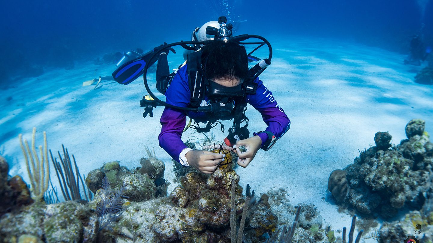 A scuba diver in full gear works to restore coral reefs underwater, surrounded by marine plants and clear blue water.