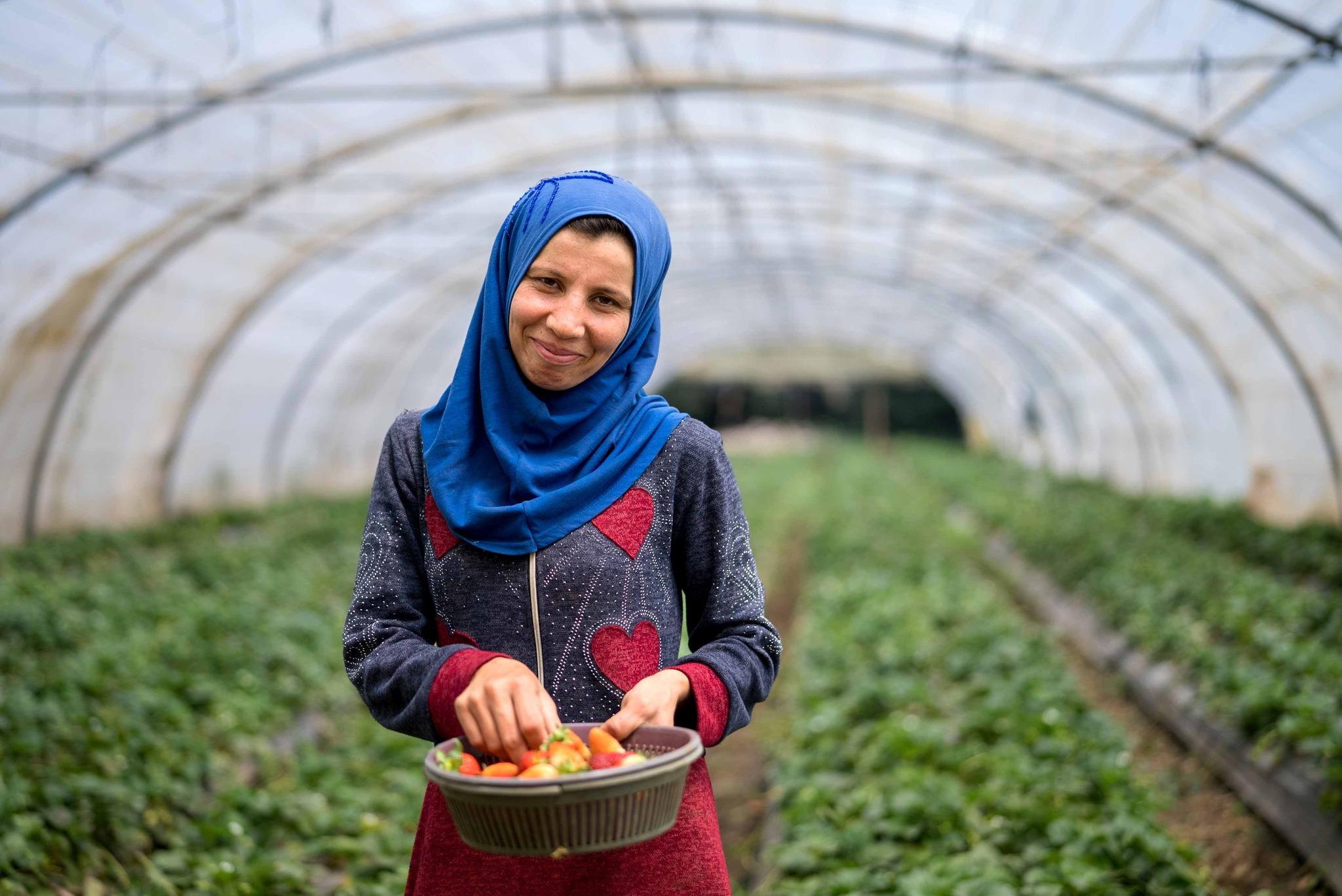 Woman harvesting strawberries in Lebanon