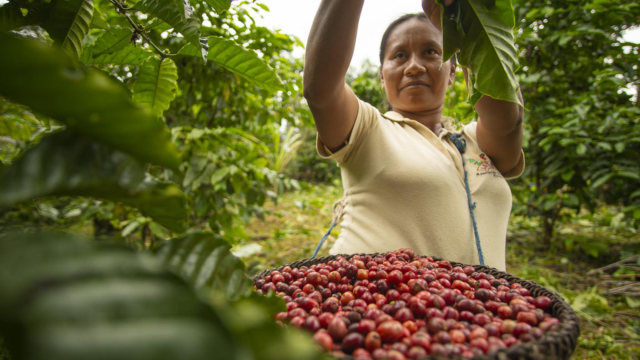 Producción de café sostenible y sin deforestación en Ecuador