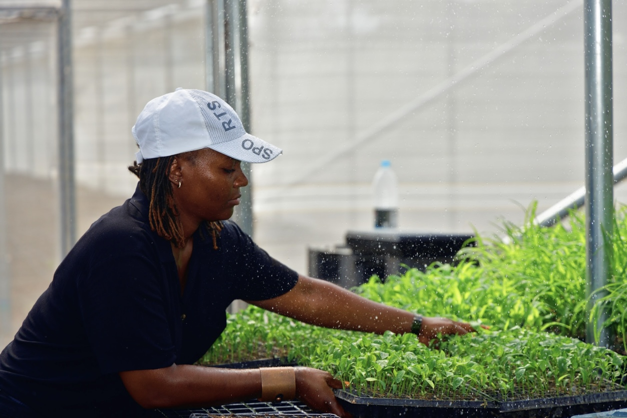 A community member adjusts seedlings in the greenhouse