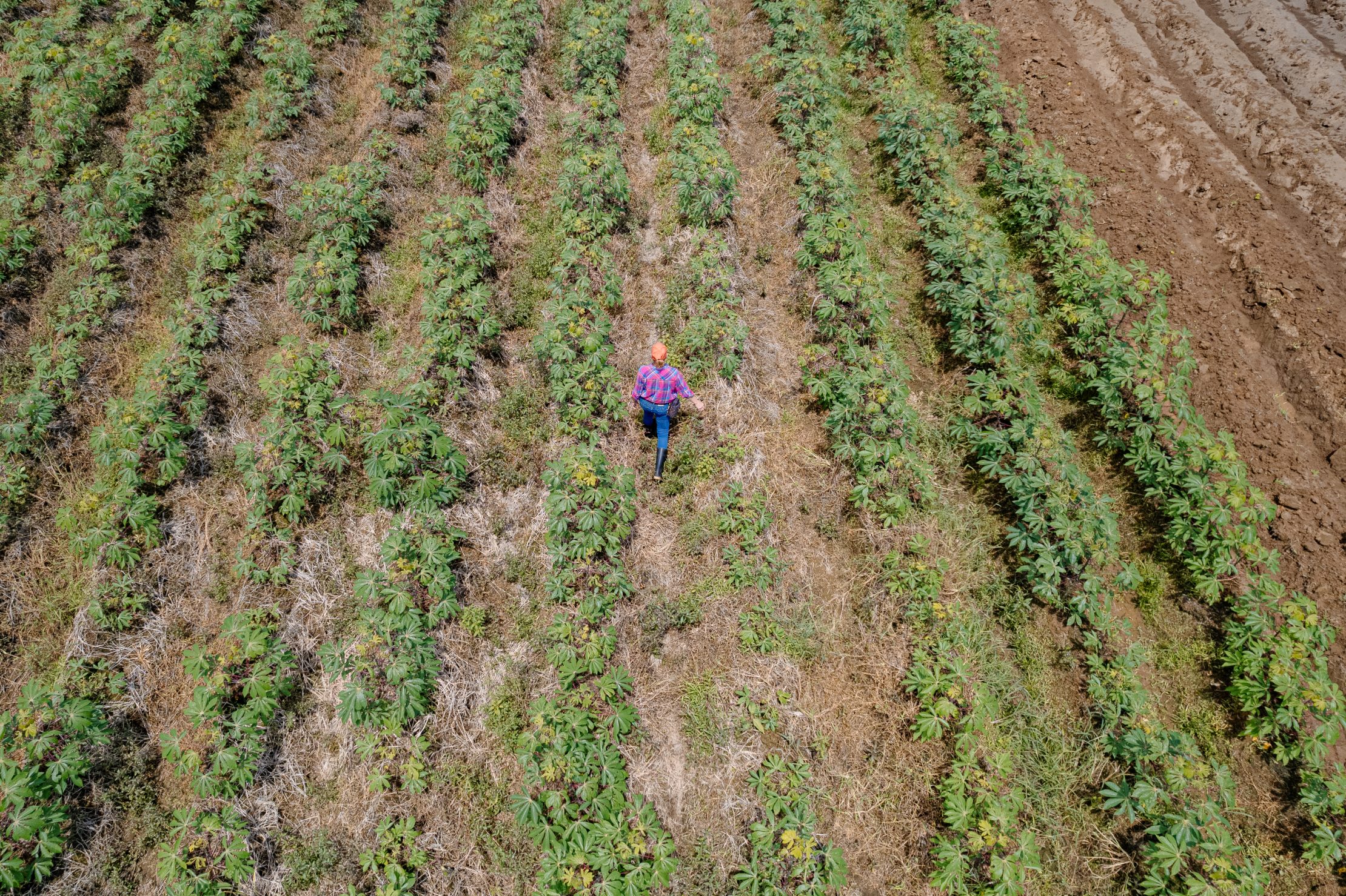 The SCALA programme supported Costa Rica in updating land use layers to reflect recent forest cover changes, ensuring more accurate data on deforestation linked to cattle farming. This updated information was integrated into the national traceability system and used to reinforce the credibility and transparency of the country’s deforestation-free beef certification process. Photo credit: FAO Costa Rica / Sarapiquí Aerial shot of women herder in Costa Rica walking between crop rows