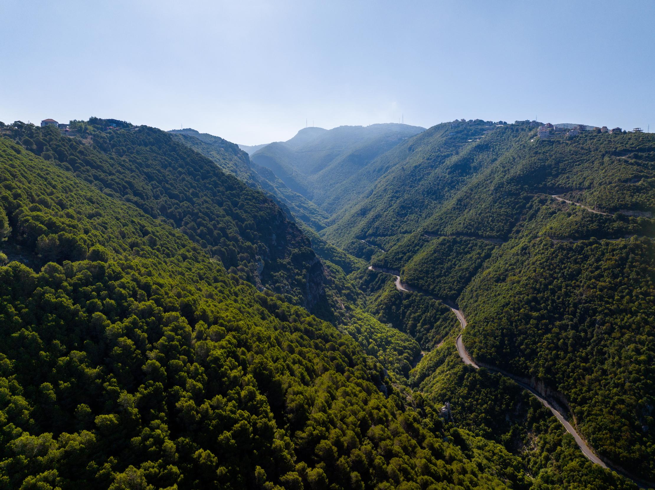 Forests in Lebanon