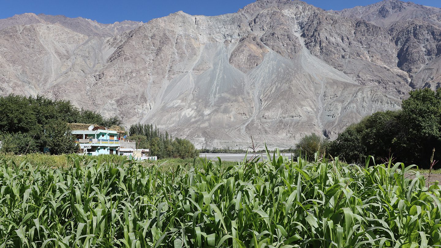The Government of Pakistan has cited the agriculture-food-water nexus and gender equality as top priorities in the country’s National Adaptation Plan (2023) and Nationally Determined Contribution (2021). Photo: Jamil Akhtar / UNDP Pakistan A lush green field grows at the base of rocky mountains, with houses and trees visible along the edge of the farmland.