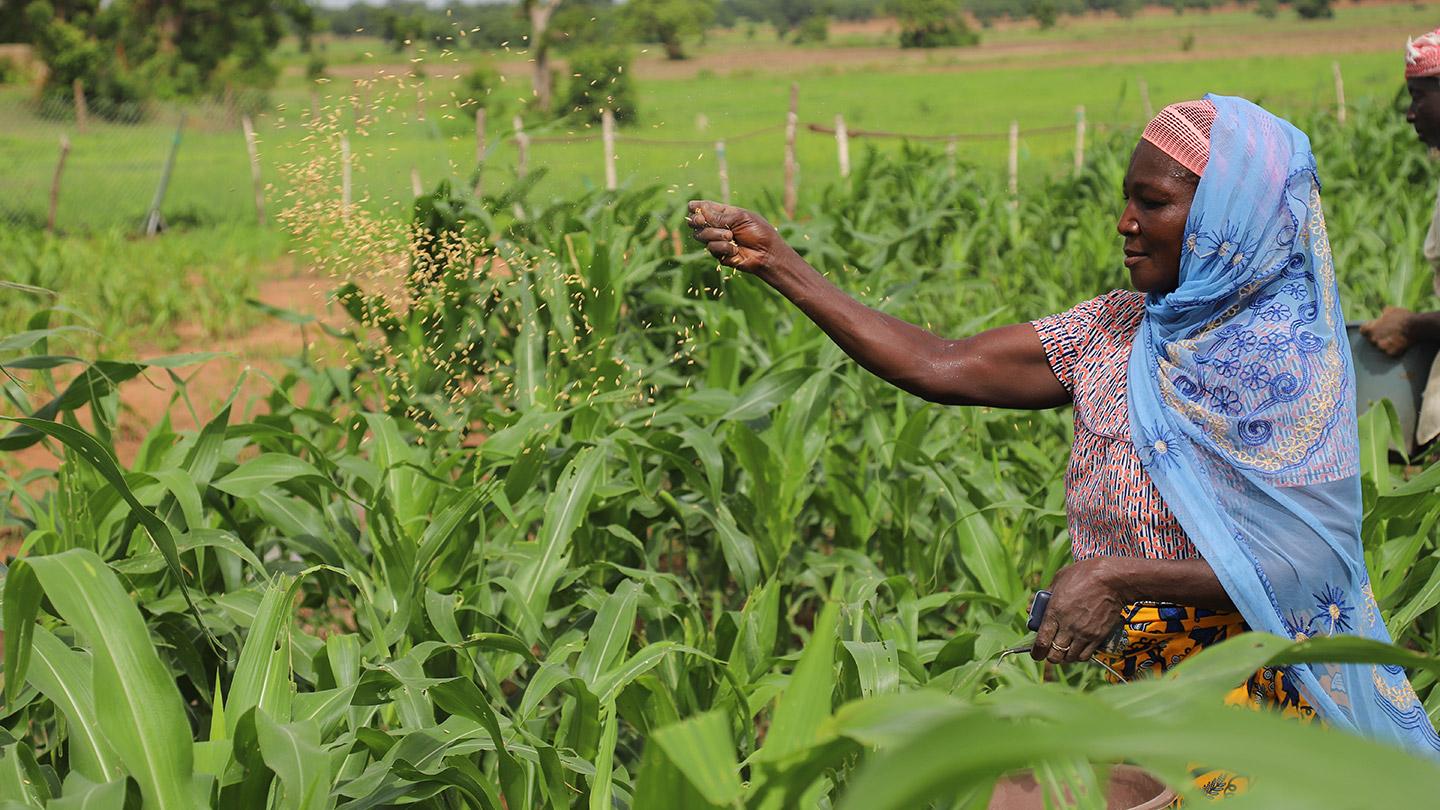 A woman raise her hand to sprinkle seed in an agricultural field.